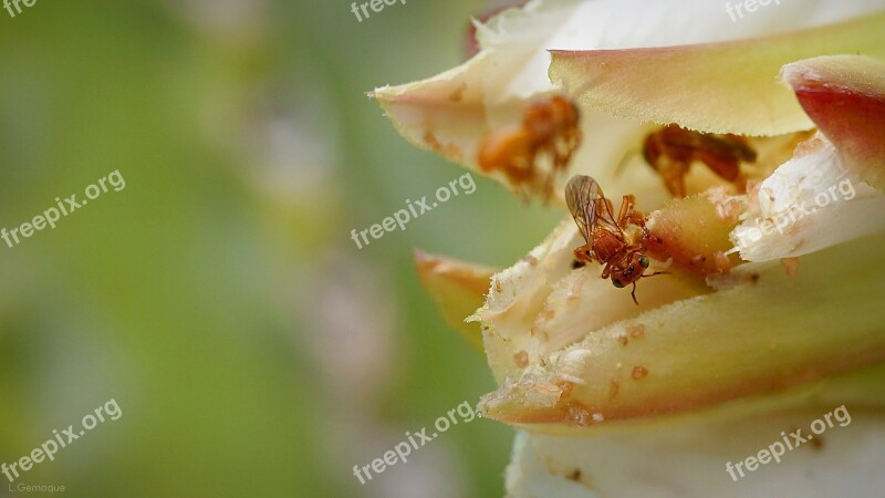 Mandacarú Flower Garden Bees Free Photos