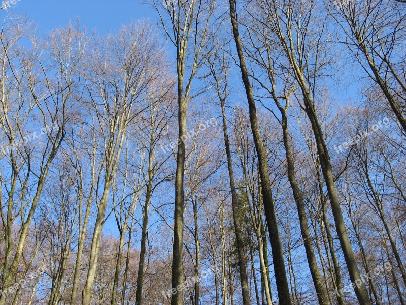 Trees Forest Sky Heidenheim Germany Germany