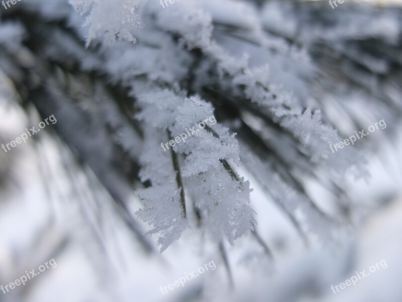 Snow Winter Fir Tree Snowy Wintry