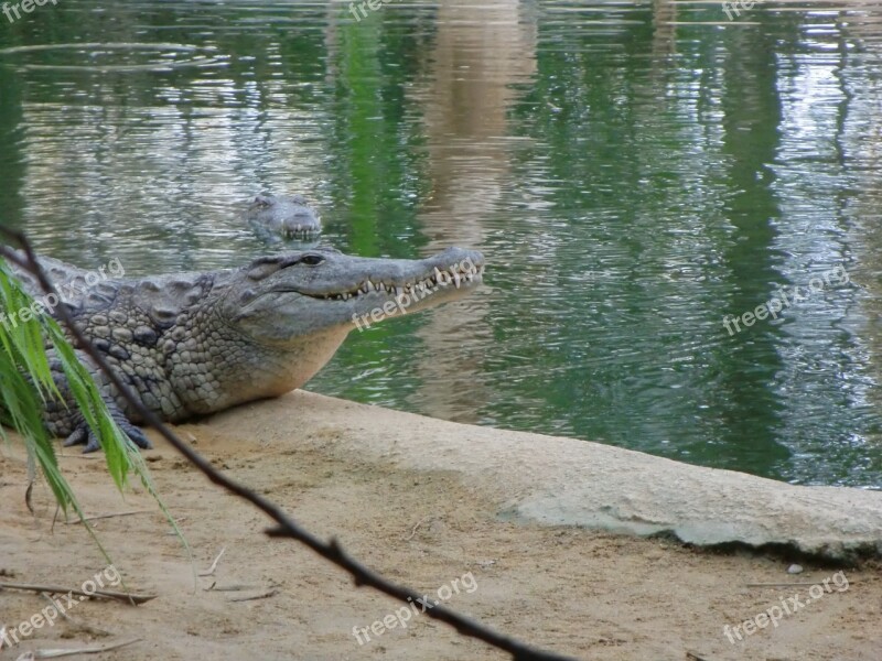 Crocodile Water Landscape Free Photos