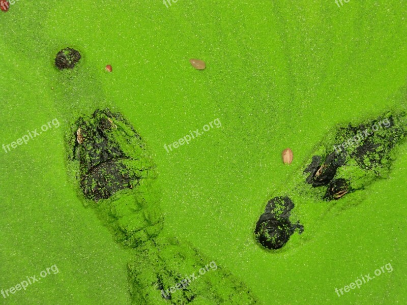 Crocodiles Green Crocodile Farm France Water