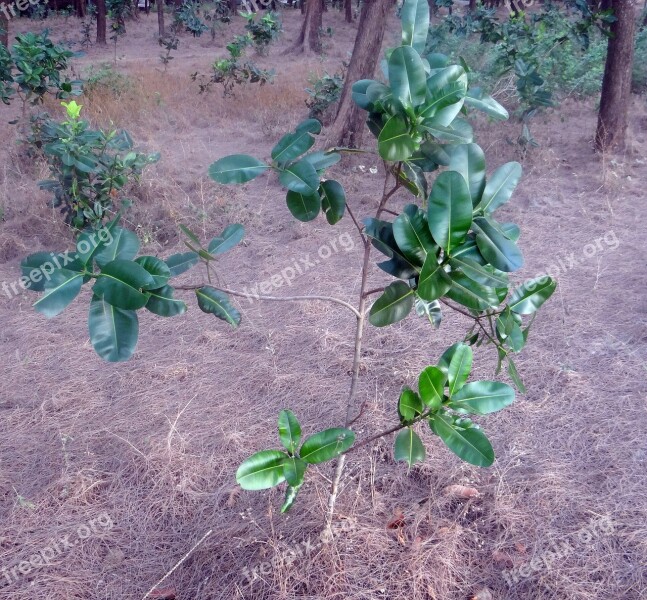 Beauty Leaf Alexandrian Laurel Sultan Champa Nag Champa Punnaga