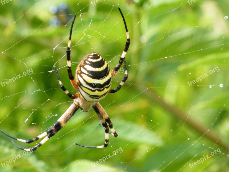 Spider Web Nature Animals Spring