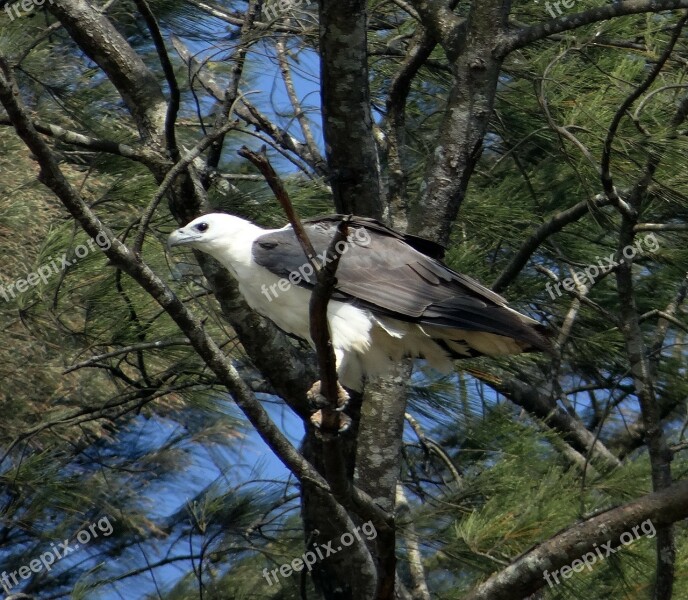 White-bellied-sea-eagle Eagle Raptor Bird Bird Of Prey