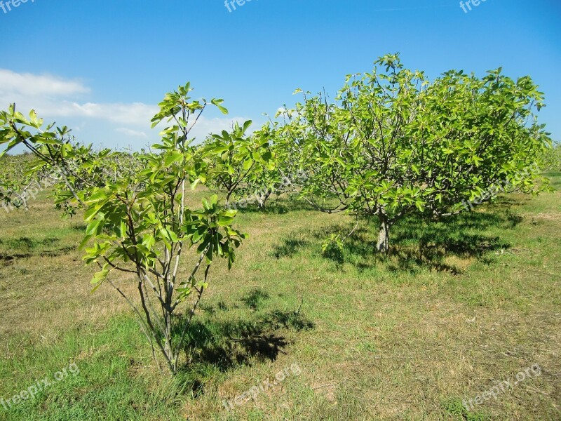 Figs Plantation Croatia Dry Tree