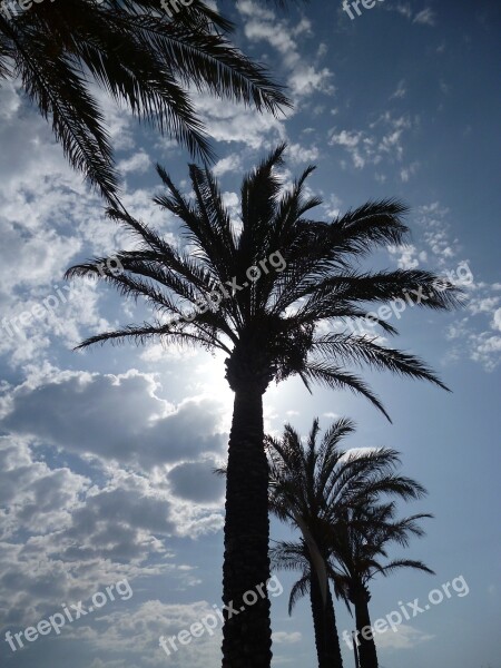 Mallorca Palm Trees Sun Free Photos