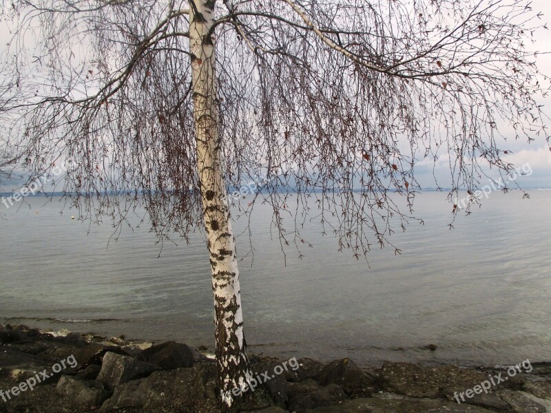 Tree Birch Romanshorn Winter Stones