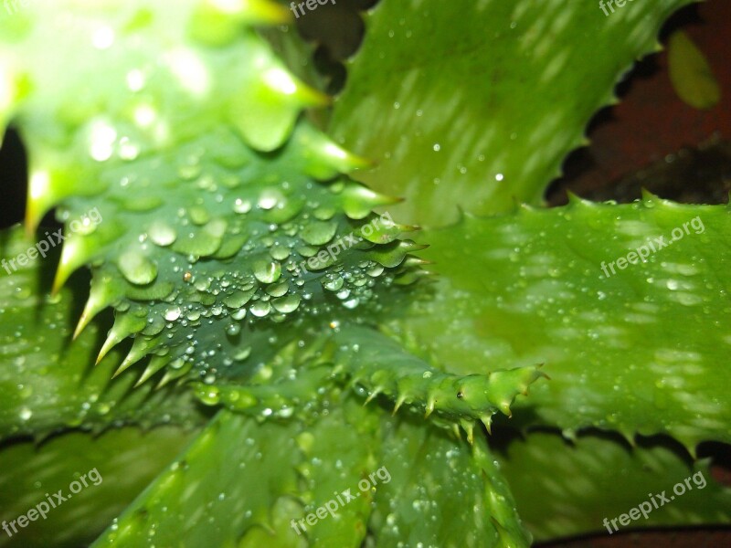 Spray Aloe Thorns Leaf Plant