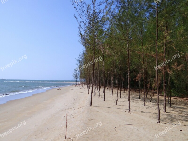 Beach White Sand Casuarina Forest Arabian Sea Karwar