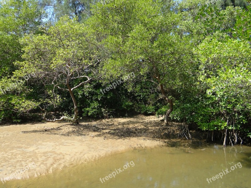 Mangrove Species Tidal Forest Creek Karwar