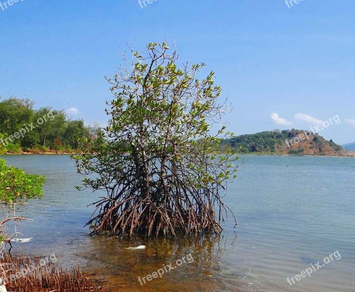 Mangroves Tidal Forest Creek Arabian Sea Aerial Roots