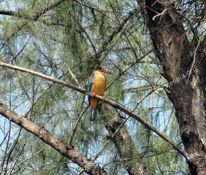 Stork-billed Kingfisher Casuarina Tree Perching Estuary Mangroves