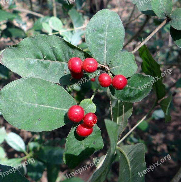 Indian Snakeroot Sarpagandha Rauvolfia Serpentina Medicinal Karwar