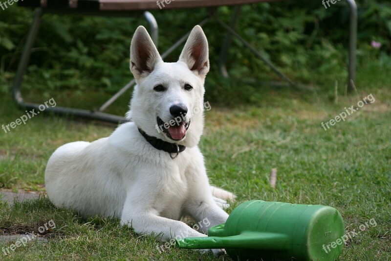 Dogs Dog White Shepherd Animal Portrait Schäfer Dog