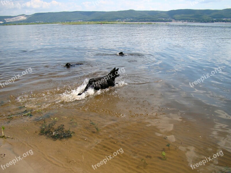 Dogs Float River Summer Sun