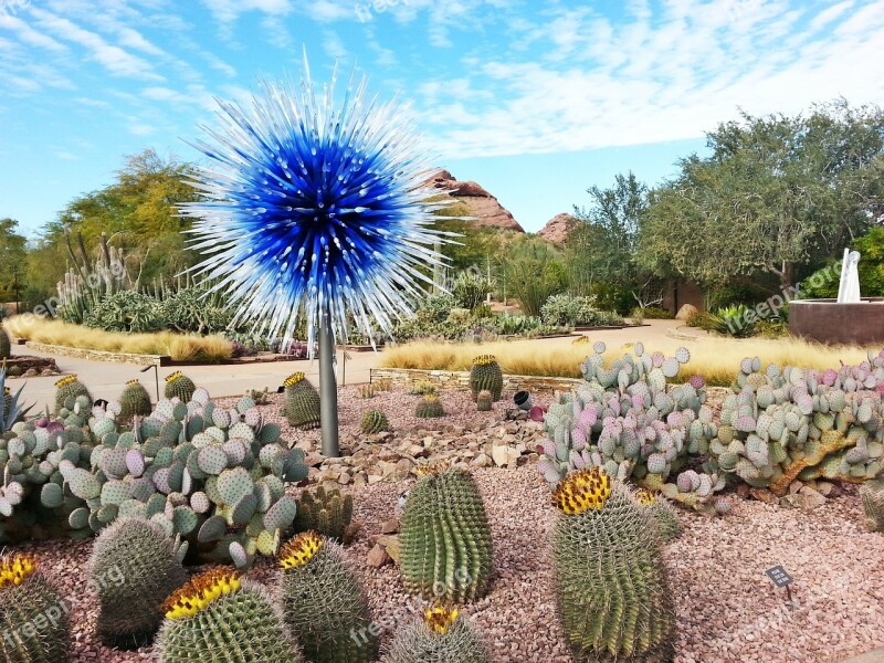 Desert Botanical Gardens Cacti Dry