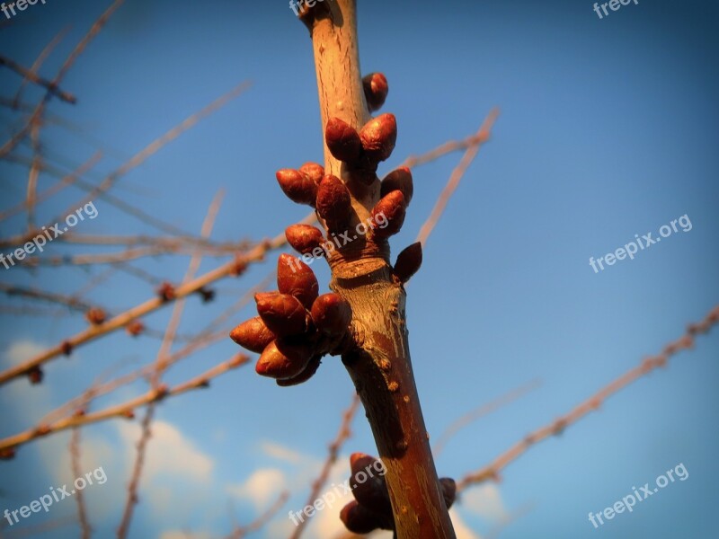 Prunus Spinosa Plant Bulb New Growth Sky