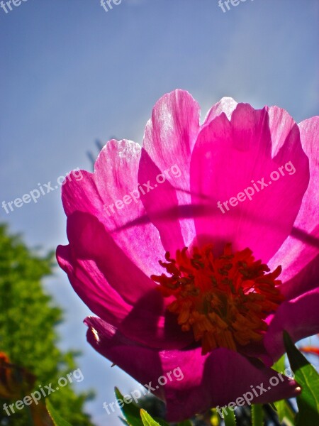 Flower Red Himmel Summer Free Photos