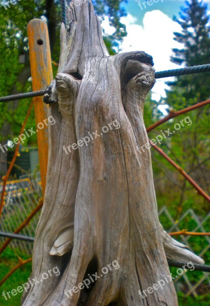 Tree Figure Natural Art Forest Proboscis Free Photos