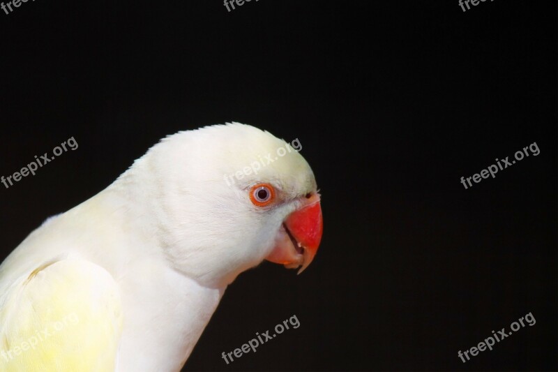 Parrot White Bird Wildlife Animal