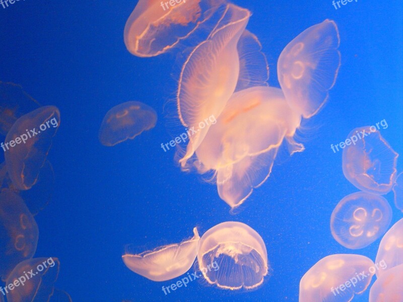 Jellyfish Aquarium Sea Marine Fauna Free Photos