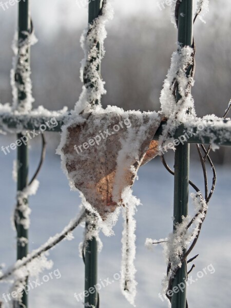 Winter Frost Leaf Fence Plants