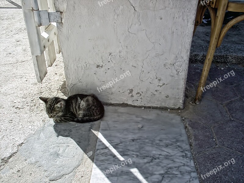 Cat Gray Sweet Tunisia The Republic Of Tunisia