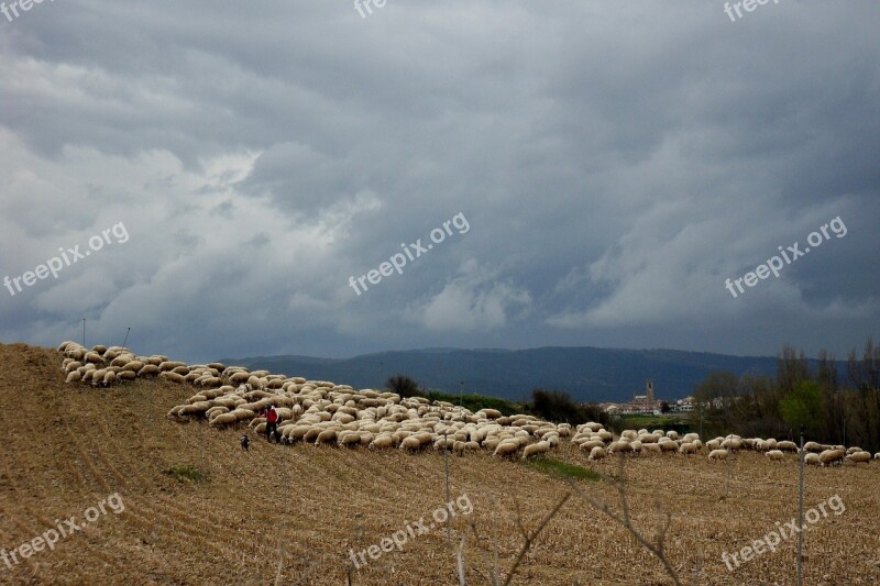 Sheep Flock Of Sheep Spain Free Photos