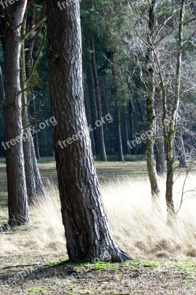 Forest Fairy Tale Forest Trees Galgenvenn Free Photos