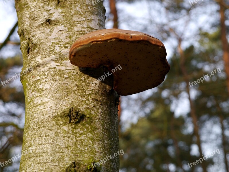 Tree Fungus Tree Mushroom Mushrooms On Tree Free Photos