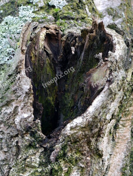 Tree Wood Hole Heart Free Photos