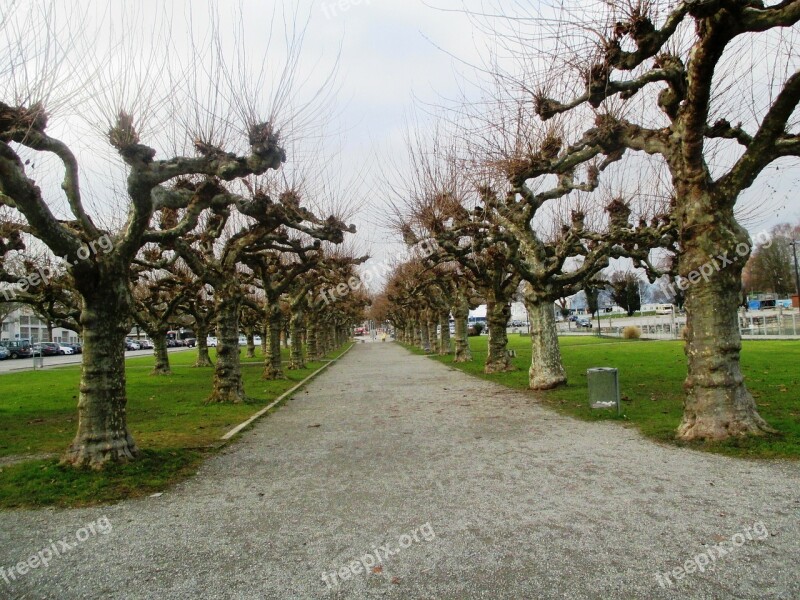 Trees Plane Trees Avenue Mood Lake Constance