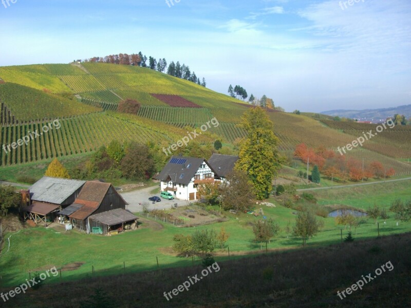 Vineyard Autumn Eunice Hof Bottenau Free Photos