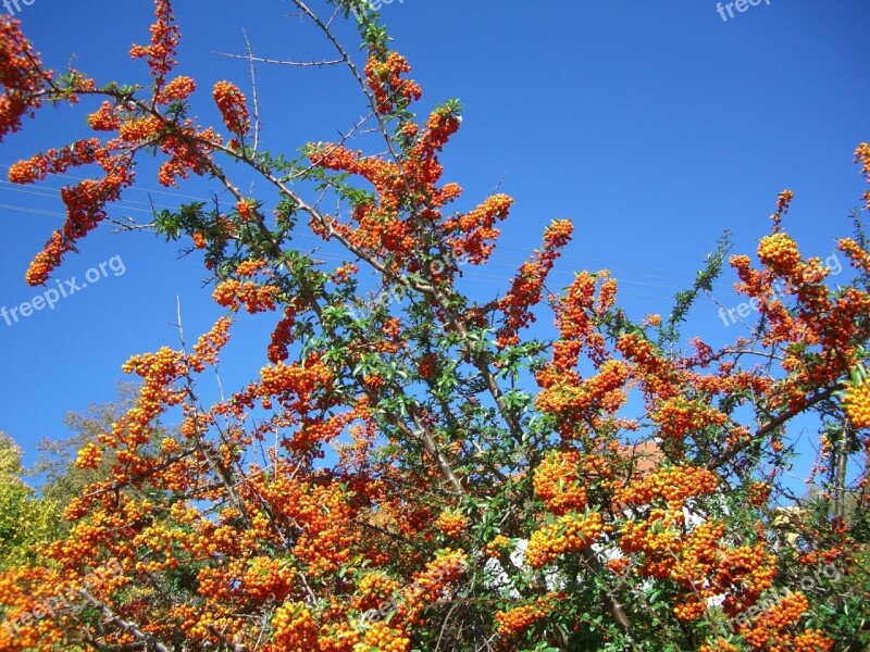 Sea Buckthorn Bush Berries Fruits Orange