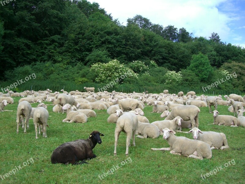 Black Sheep Sheep Flock Of Sheep Black White