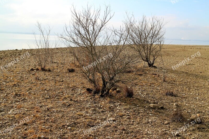 Bank Coast Beach Tree Bush