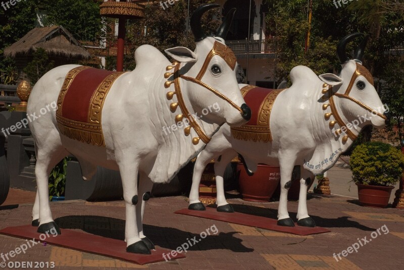 White Cows Religious Temple Pagoda History