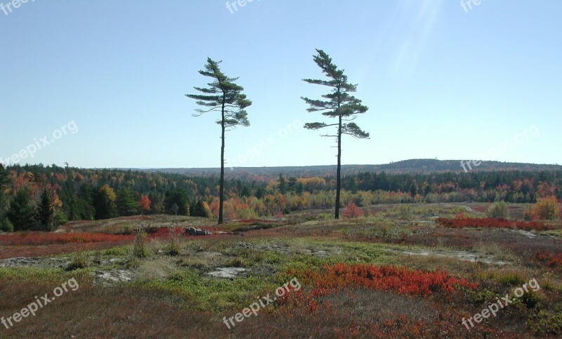 New England Pine Trees Forest Lone Trees Nature