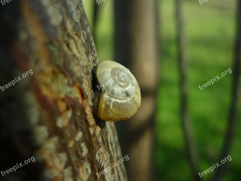 Snail Support Trunk Molluscum Shell