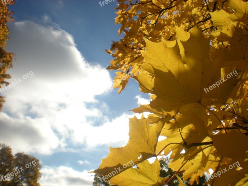 Autumn Leaves Tree Cloud Solar Autumn