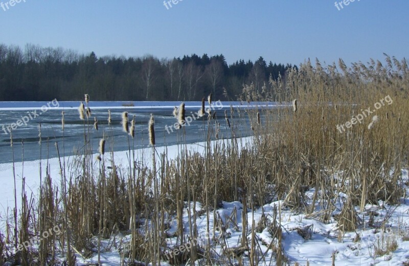 Danube Winter Snow Ice Cattail