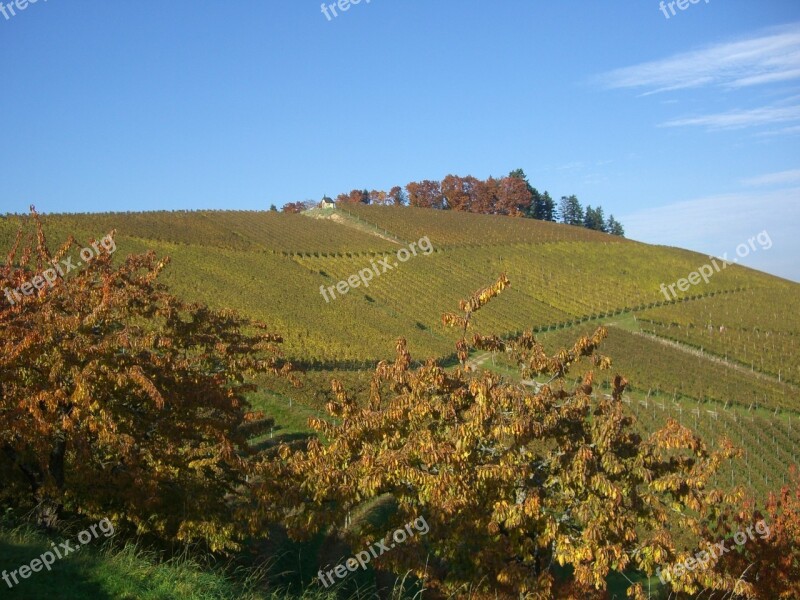 Vineyard Autumn Bottenau Golden October Oberkirch