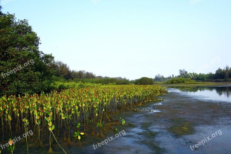 Mangrove Species Seedlings Plantation Creek Tidal Forest