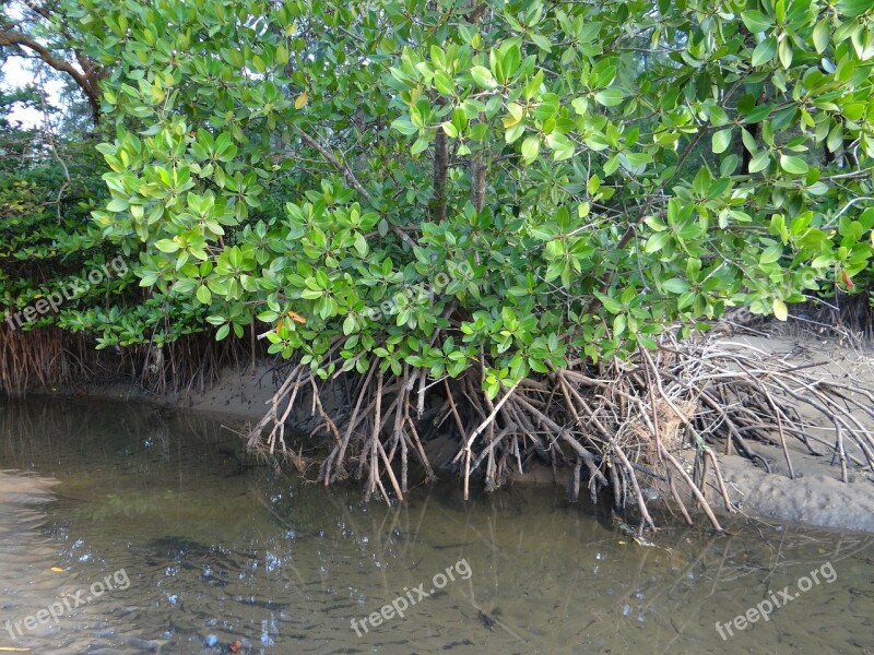 Mangrove Forest Swamp Aerial Roots Karwar