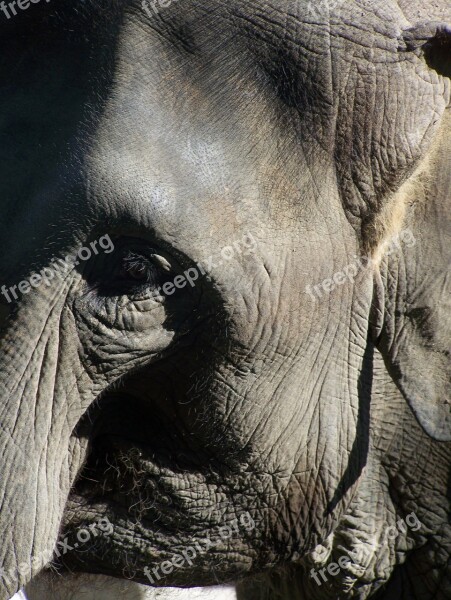 Elephant Close Up Animals Zoo Free Photos