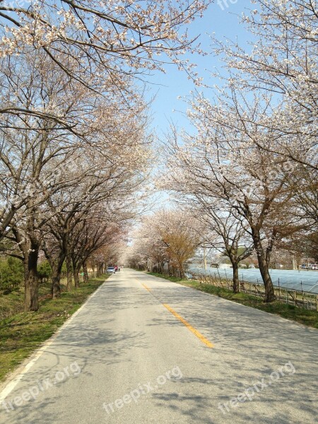 Cherry Flowers Spring Gil Free Photos