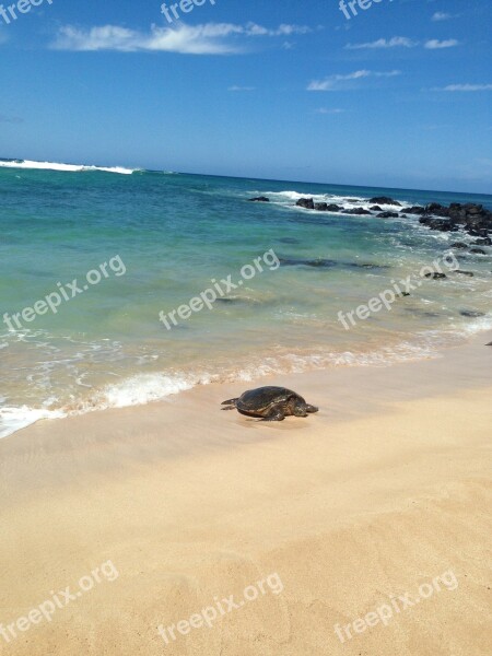 Turtle Sea Sand Free Photos