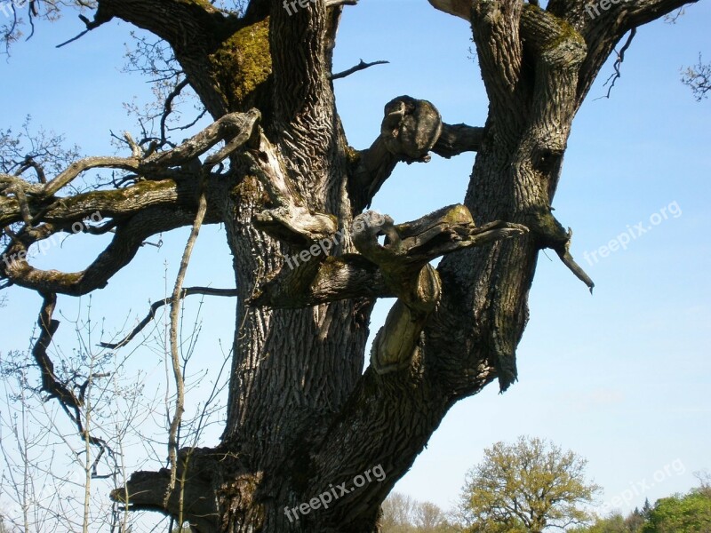 Oak Oak Tree Gnarled Bizzar Tree