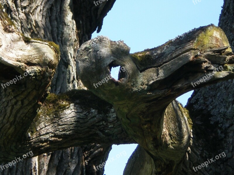 Oak Tree Face Hantu Ghost Mythical Creatures Eye