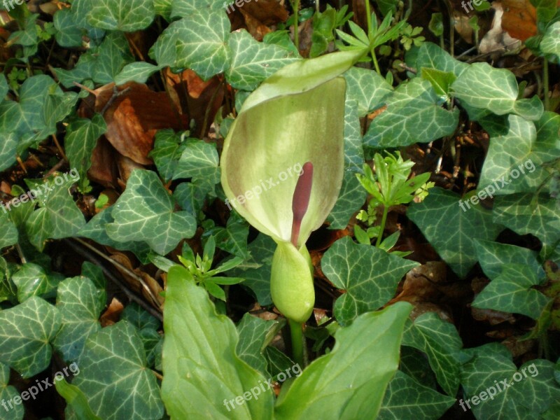 Aerosol Arum Maculatum Toxic Inflorescence Flying Tank Case